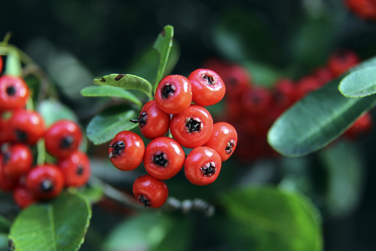 略的缺乏使 略的缺乏使